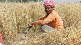 Индия закупила в госрезерв рекордный объем пшеницы нового урожая